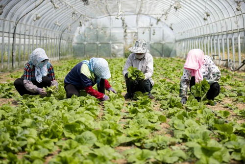 五大兜底收入与农业技术研究 乡村振兴战略下的农民增收路径