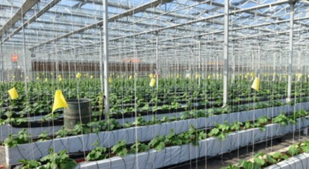 农业技术研究员评职称 论文要求与科研能力的重要性