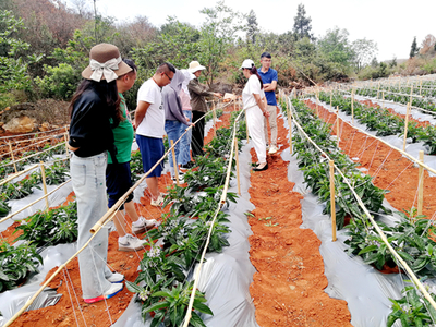 昆明市农科院精准服务助力产业发展，深入企业开展人参果技术指导