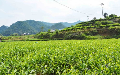 高值化农产品 问策湖湘，科技赋能深度贫困村产业扶贫新路径