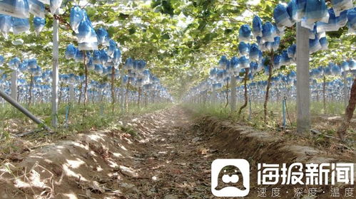 独立调查 阳光玫瑰价格滑坡背后的技术革新与市场挑战