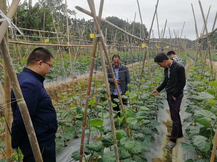 青瓜苗莫名干裂坏死急坏农户 三亚农技专家实地“把脉开方” 农业技术研究