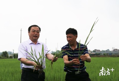 省早稻技术专家组在惠州首次亮相,&ldquo;线上农技&rdquo;服务上万种植户
