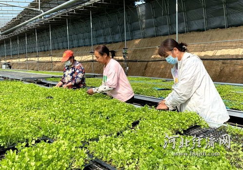 农业科技向新而行，希望田野喜看丰景