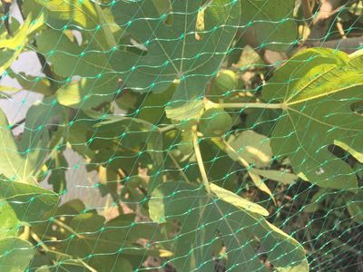 虎林窗台遮阳网厂家 以脚踏实地精神推动农业技术研究