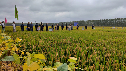 连云港 味“稻”里有多少科技含量？农业技术研究揭秘